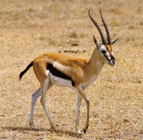 gazelle in tagalog|GAZELLE Meaning in Tagalog .